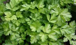 Отвар петрушки для лица