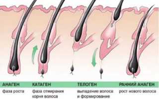 Фазы роста волос